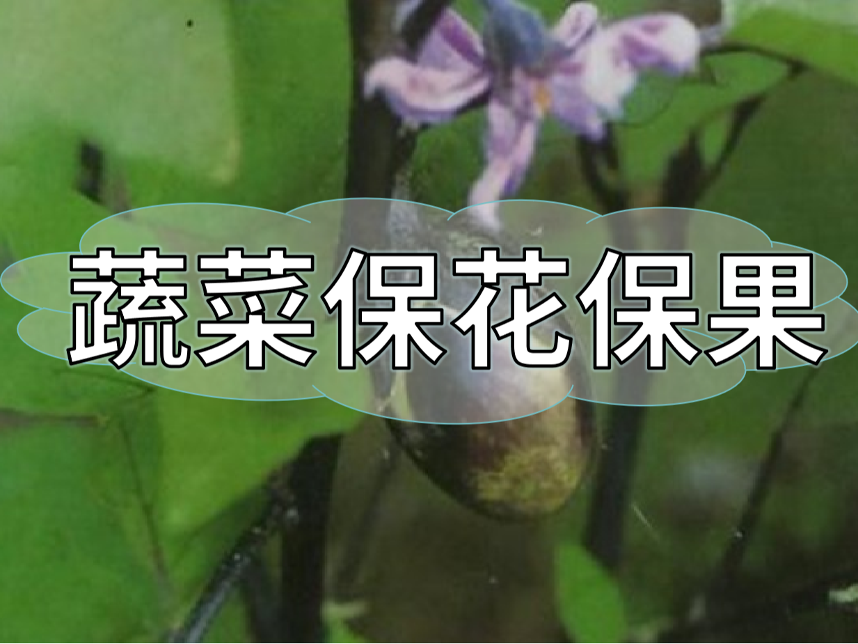 蔬菜高溫花少坐果少，一套方案促花保果