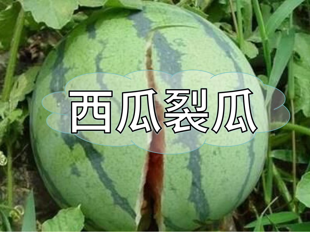 西瓜裂瓜致低產(chǎn)，這樣做，輕松解決問題！