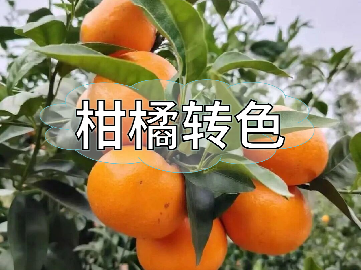 柑橘果靚價更高，這樣做著色增甜一步到位