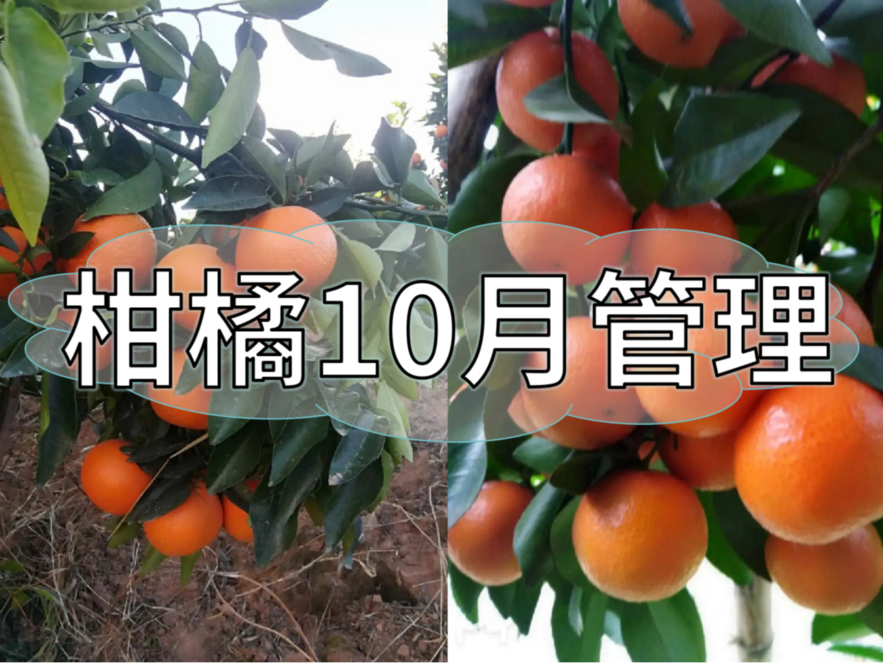 柑橘10月管理指南，助力品質(zhì)柑橘