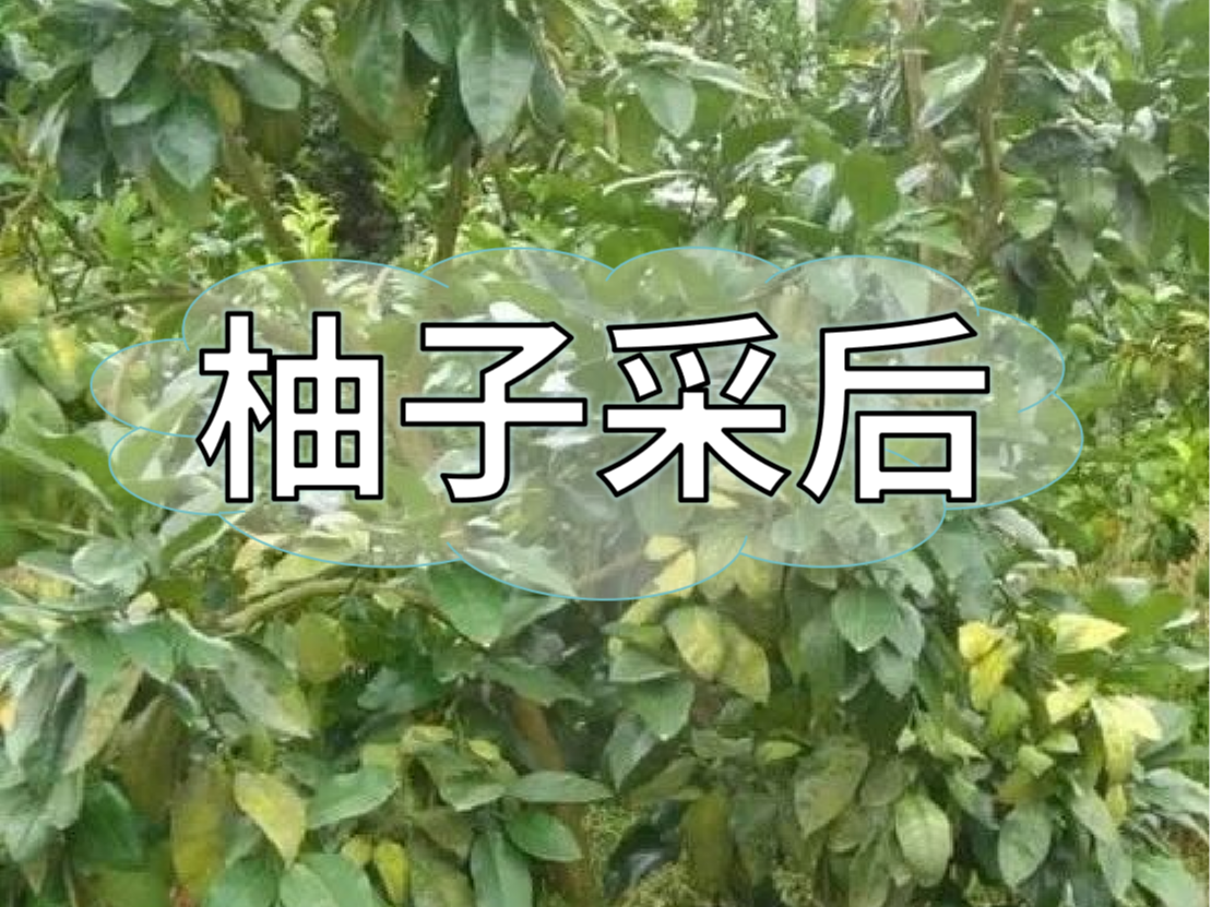 采摘后的柚子園管理工作別落下了