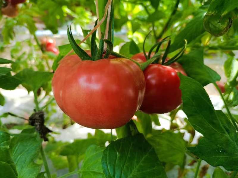 茄果瓜類營養(yǎng)方案