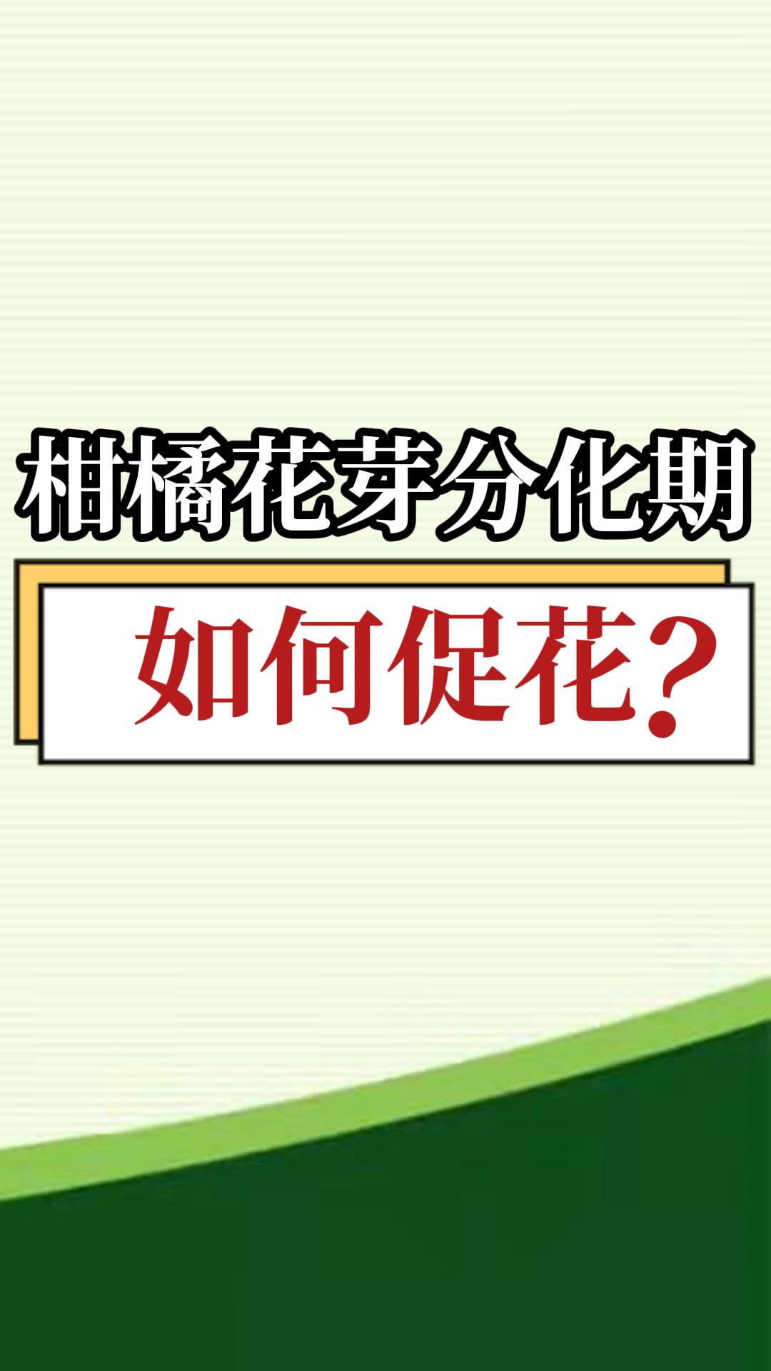 柑橘<i style='color:red'>花芽分化</i>期如何促花？