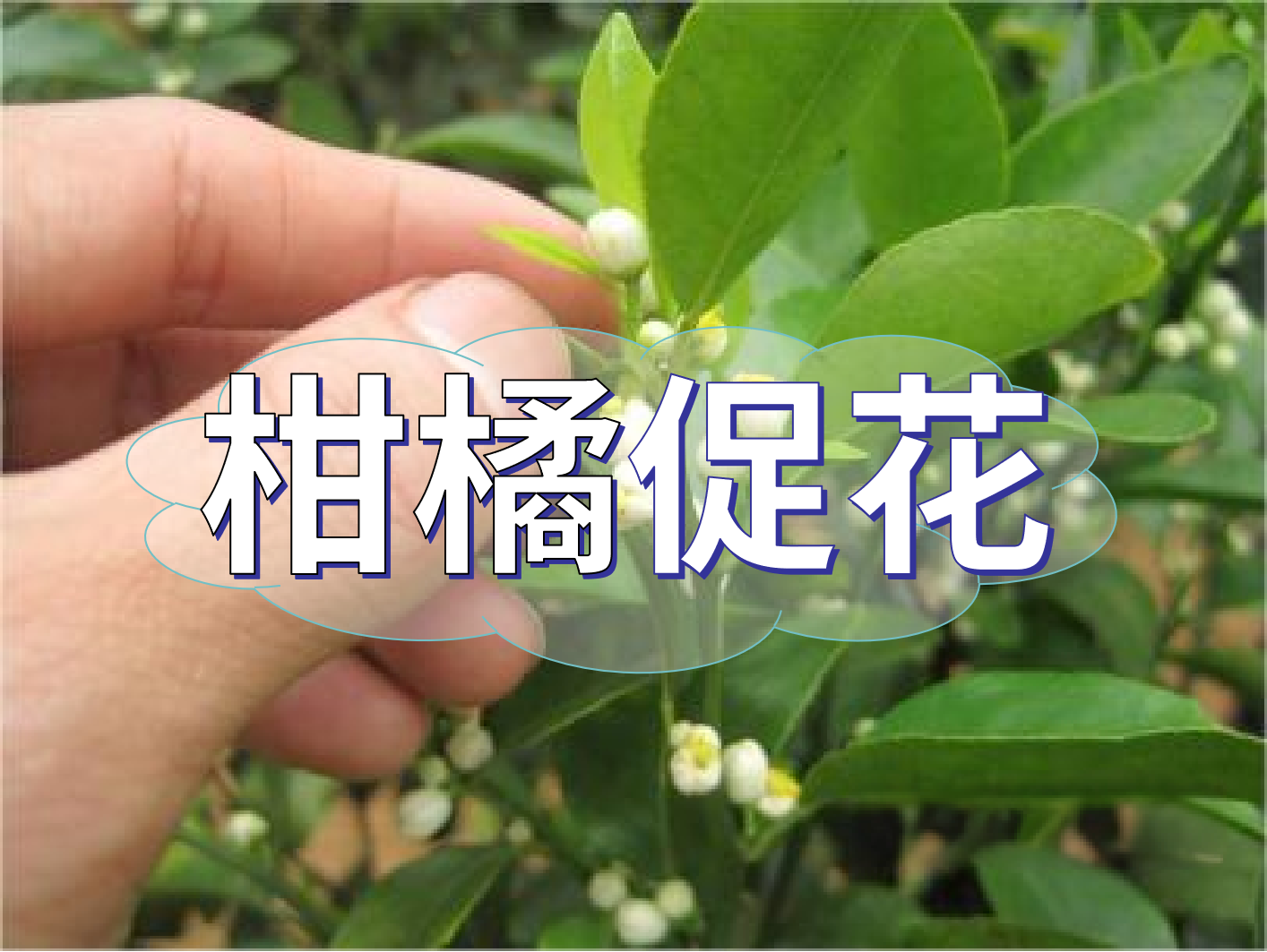 到了柑橘秋梢期，什么時候促花？