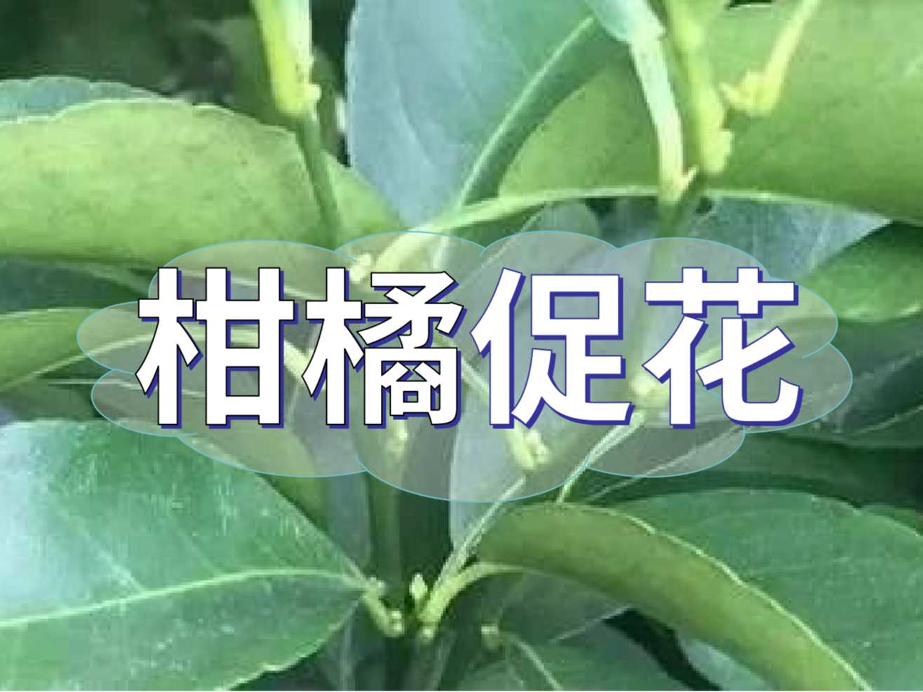 柑橘來年開花多花健壯，這個(gè)促花方案必加上