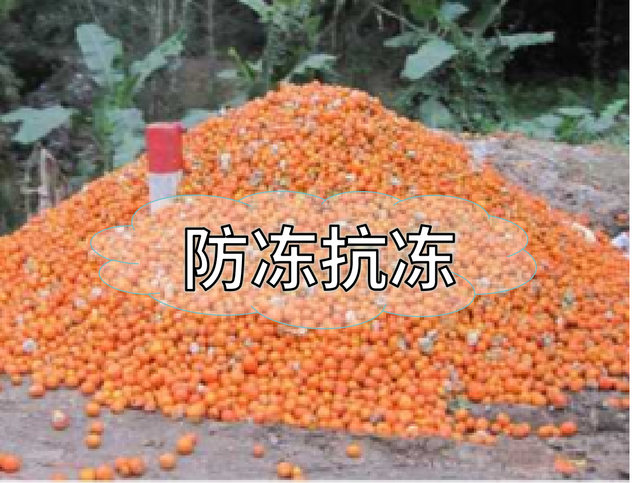 抗凍營養(yǎng)提前積累，今年抗凍不愁