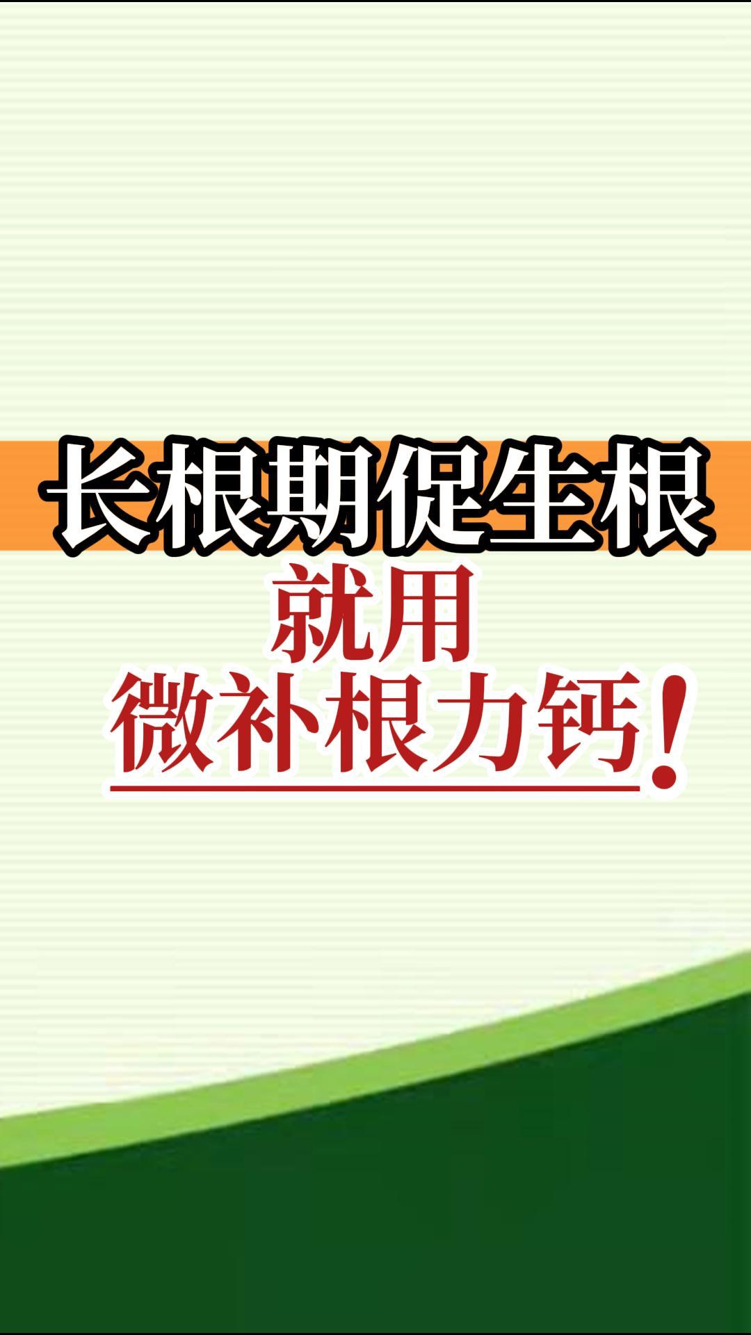 長根期促生根就用微補根力鈣！