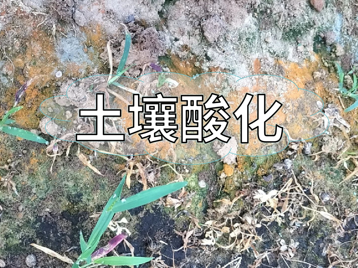 土壤酸化柑橘樹(shù)變黃，教你一招快速調(diào)酸防黃化