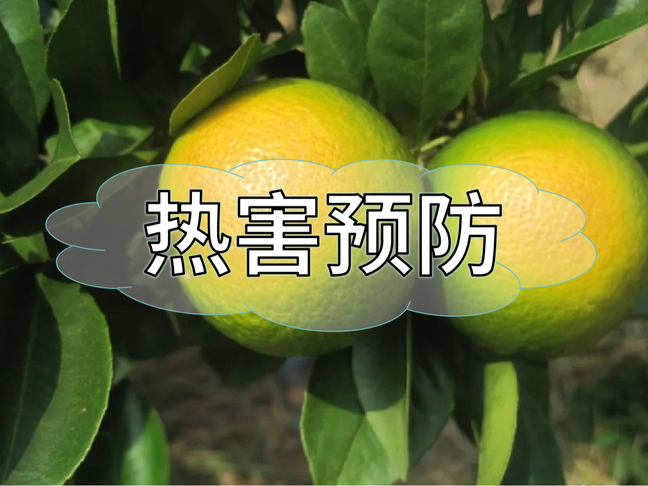 高溫熱害農業(yè)生產的 "隱形殺手"，熱害防御指南