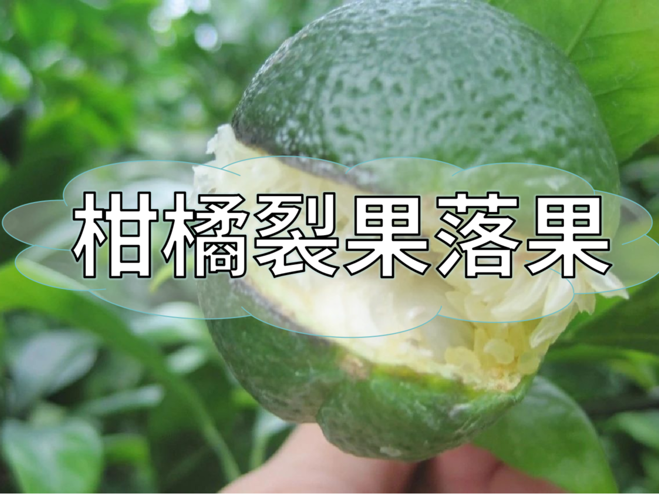 柑橘膨果提質(zhì)期，防裂果防落果秘籍先收好