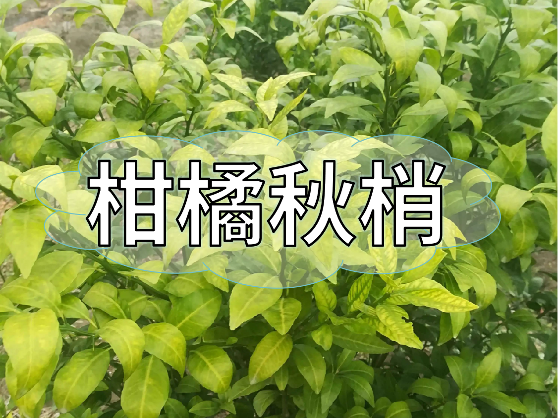 柑橘秋梢健壯老熟快，簡單有效的操作方法