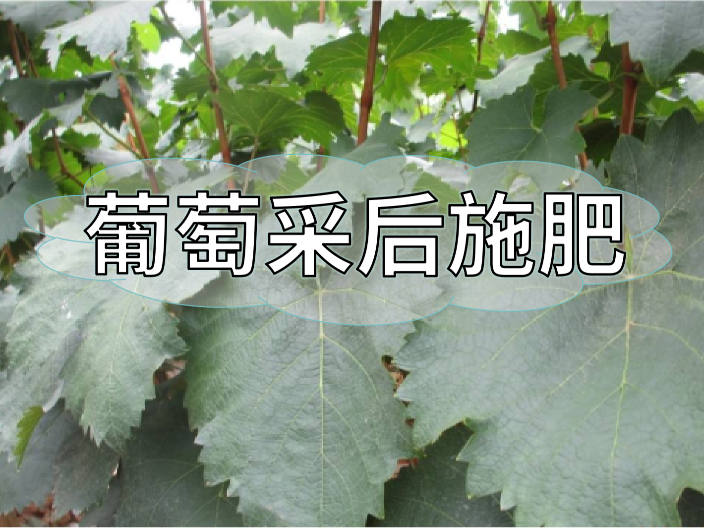 高產(chǎn)葡萄園采后如何施肥？