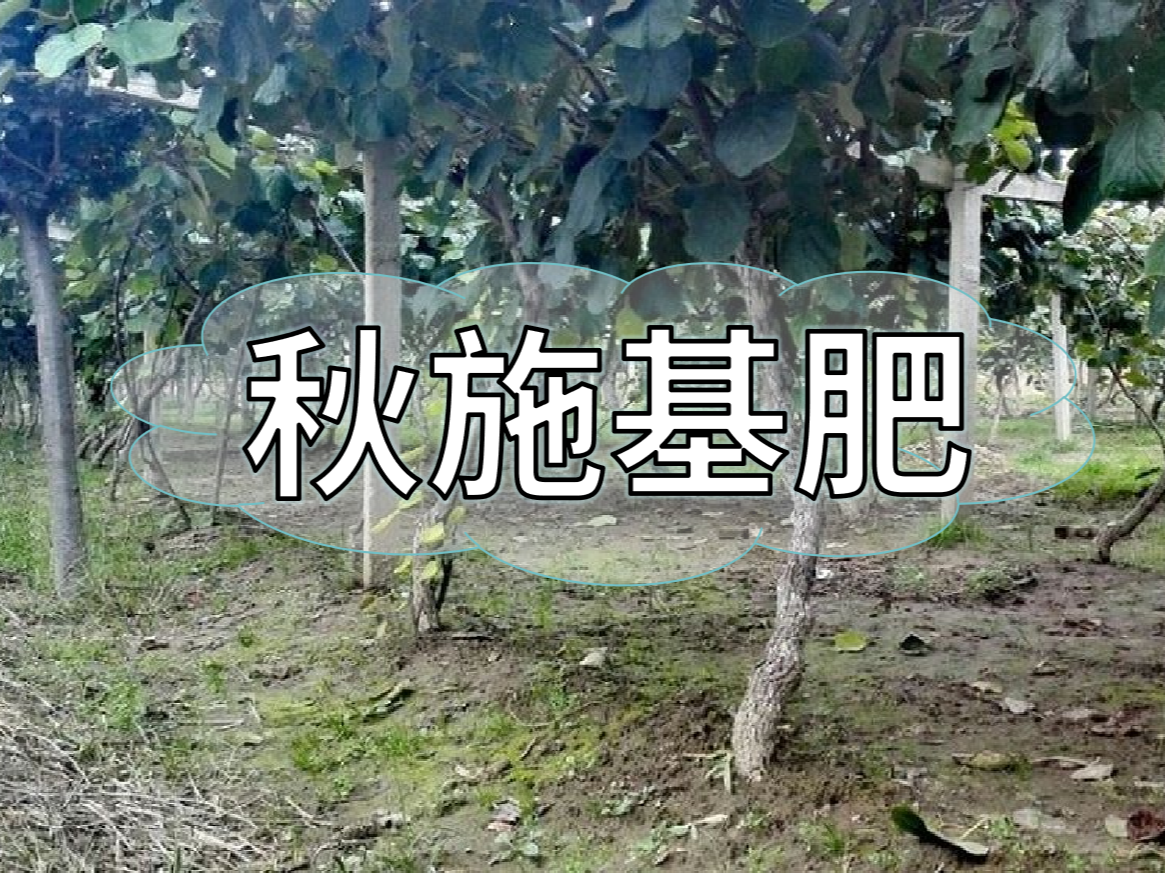 果樹秋肥要補好更要補對！秋肥方案全附上