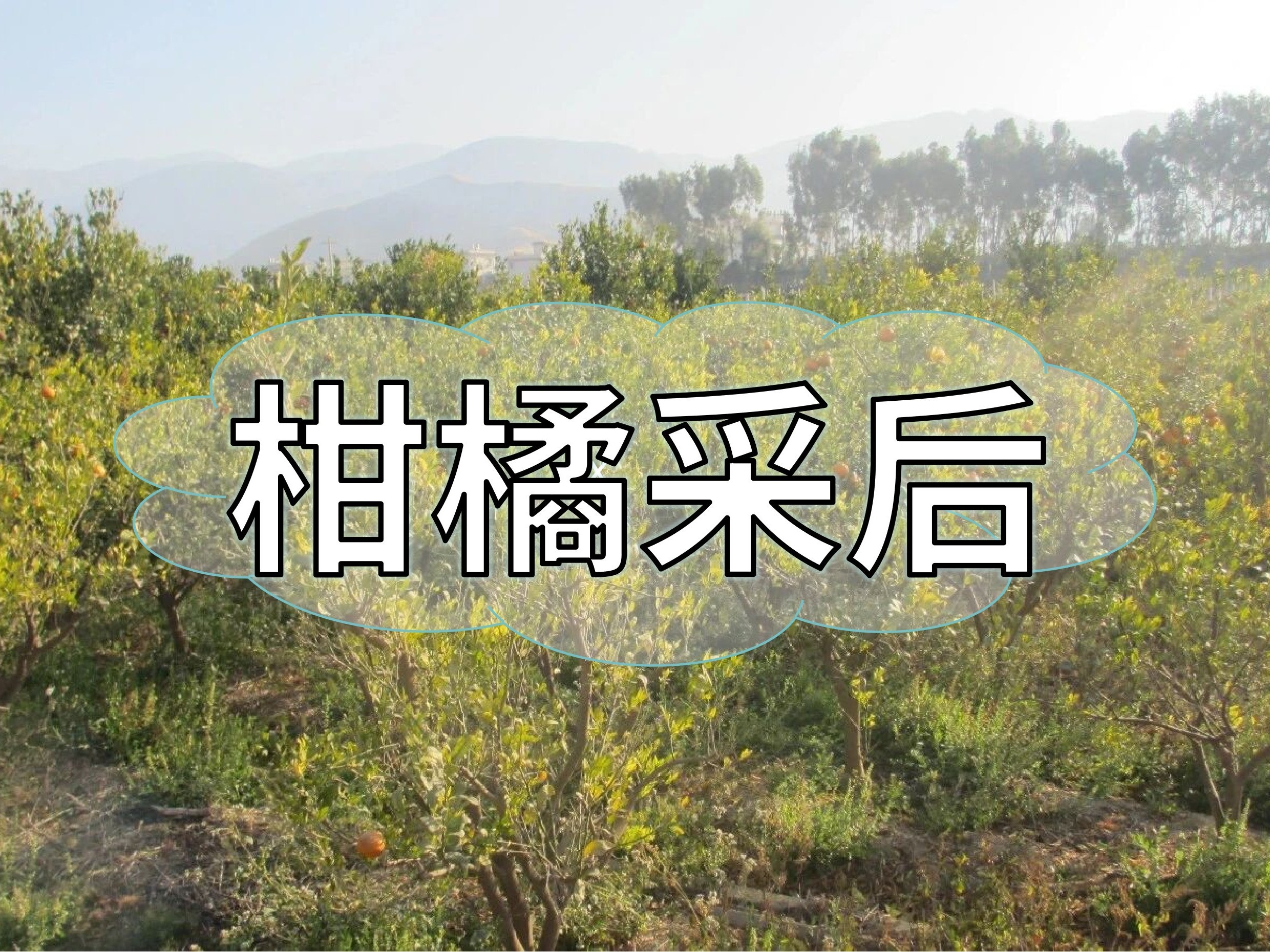 柑橘<i style='color:red'>采后管理</i>抓重點(diǎn)，明年花果多產(chǎn)量高