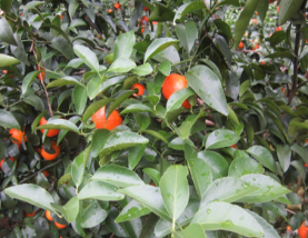 微補(bǔ)方案反饋|跟著農(nóng)友們管理，放優(yōu)質(zhì)秋梢并不難