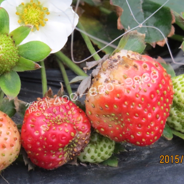 9畸形果、著色差