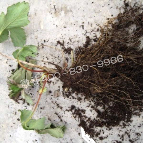 2死苗、黑根、爛根