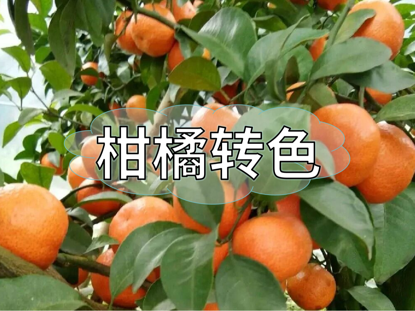 柑橘轉(zhuǎn)色期補鈣也很重要，千萬別忽略