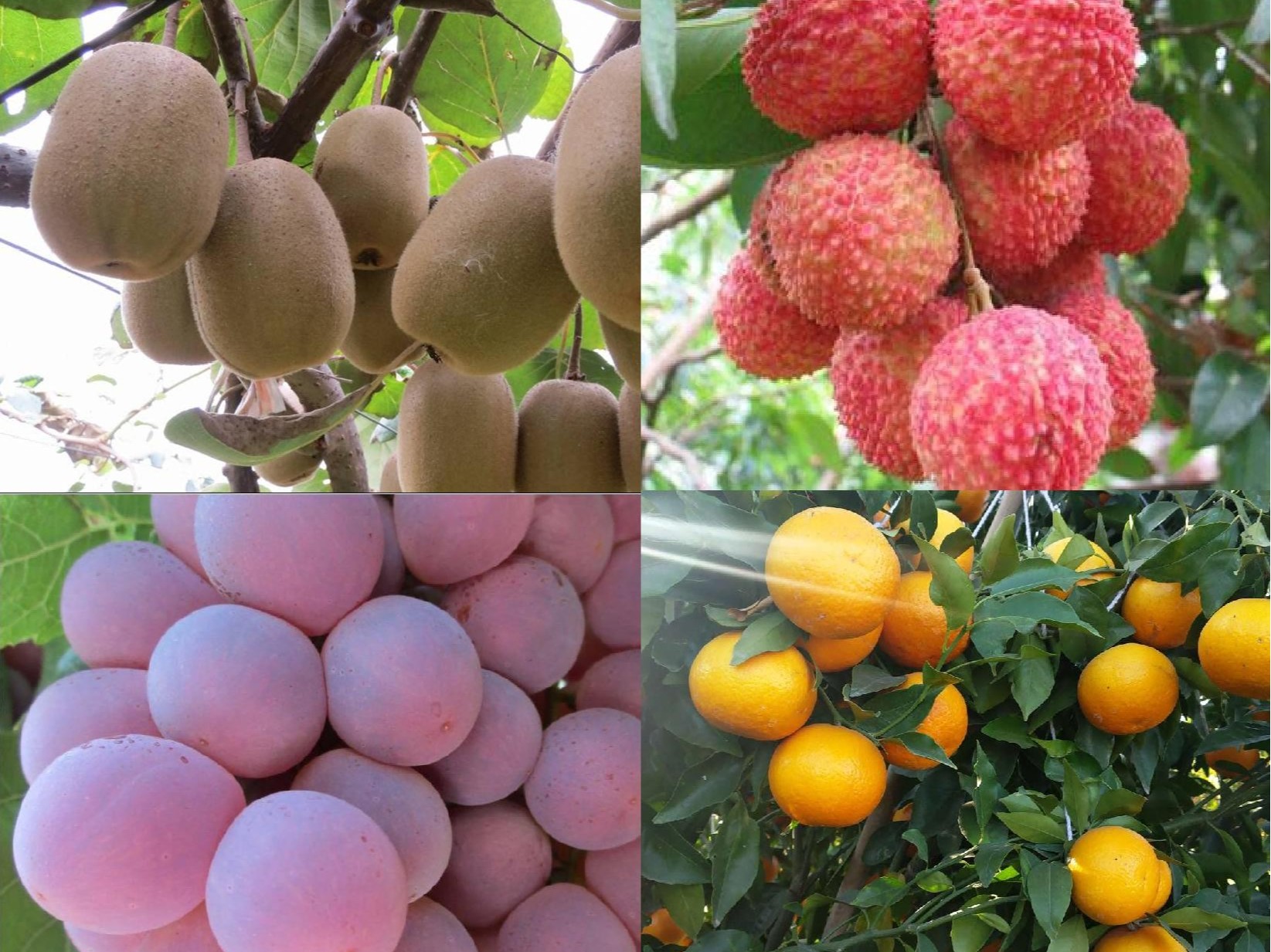 果樹補鈣全攻略：告別裂果爛果，種出優(yōu)質好果