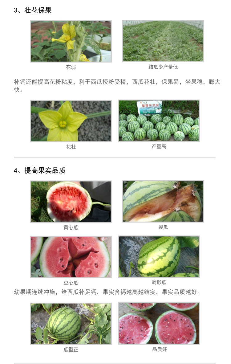 微補(bǔ)根力鈣西瓜