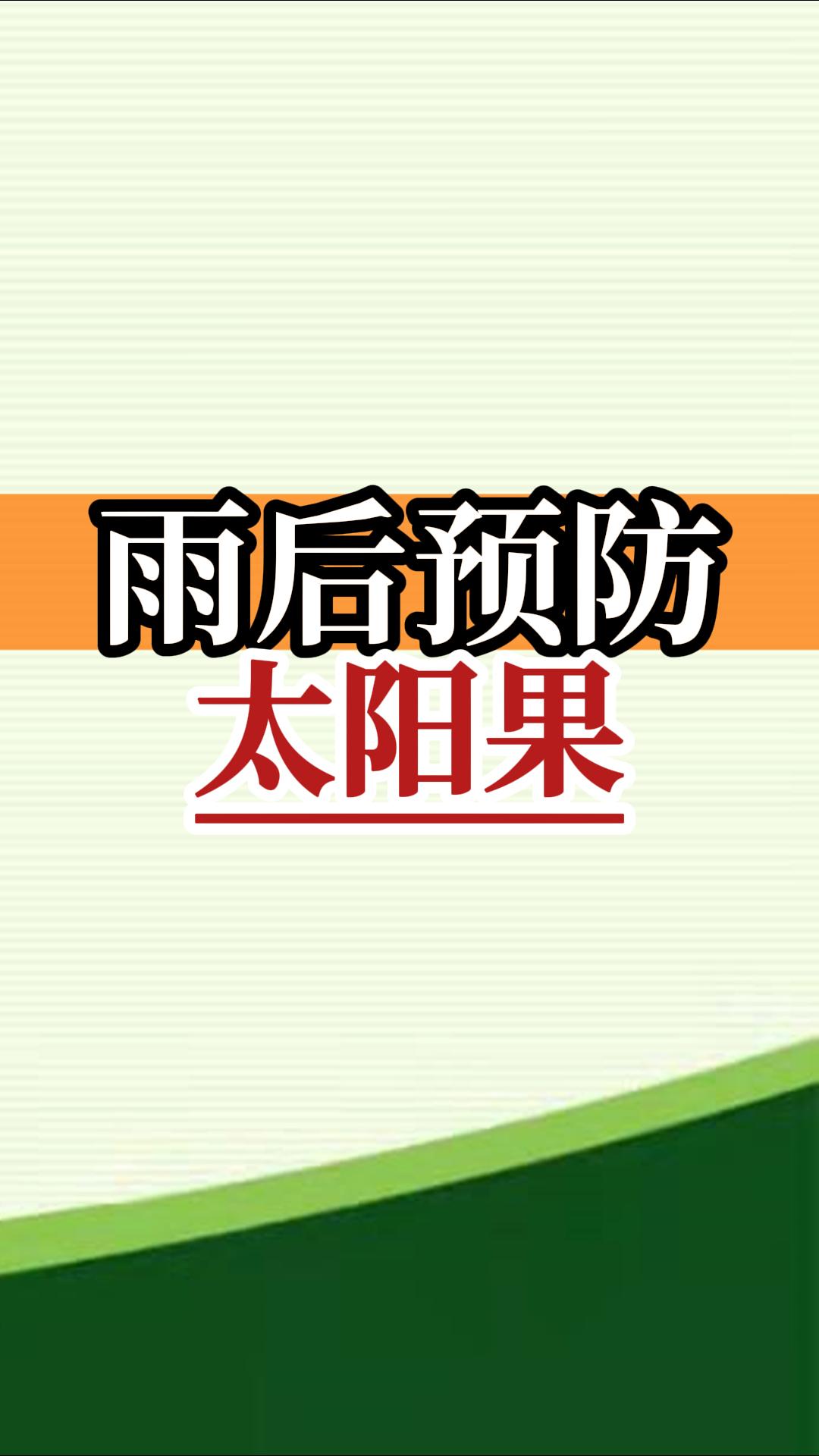 雨后高溫柑橘更易曬傷，及時管理預(yù)防太陽果