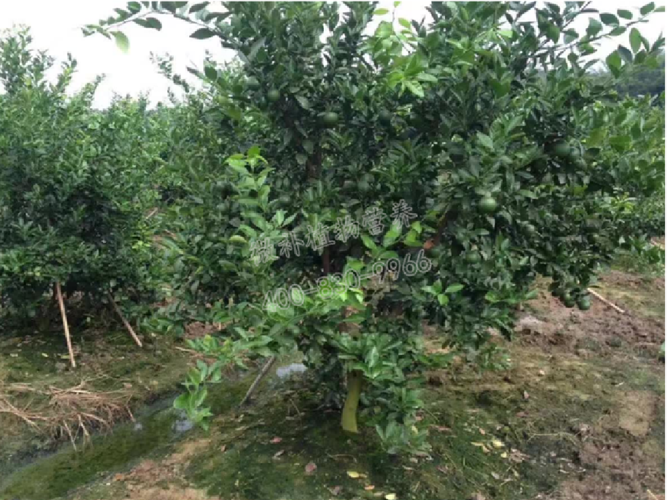 別人果園落果慘重，為何她的果園黃蒂落果少？