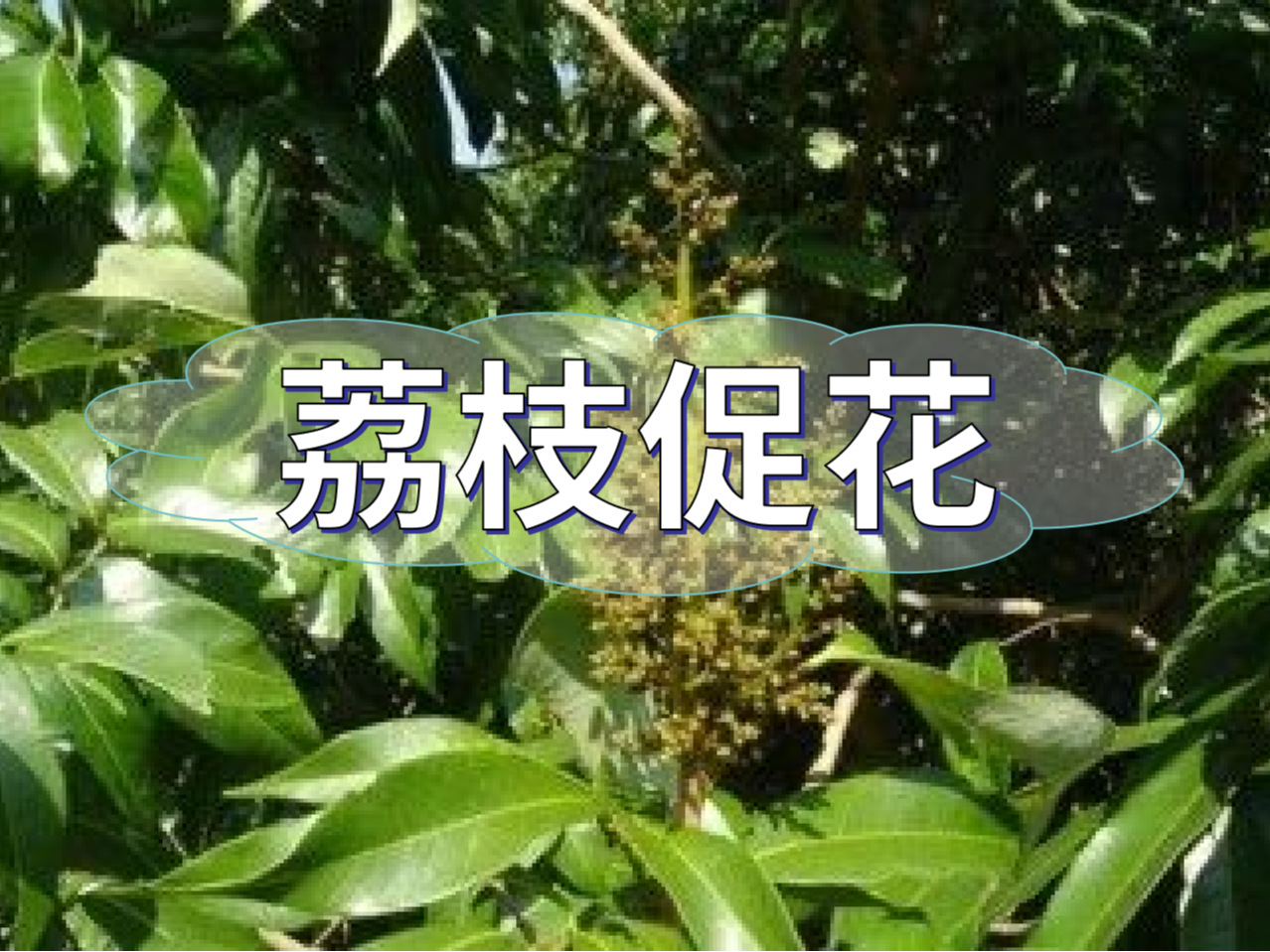 早熟荔枝，開(kāi)始促花啦！