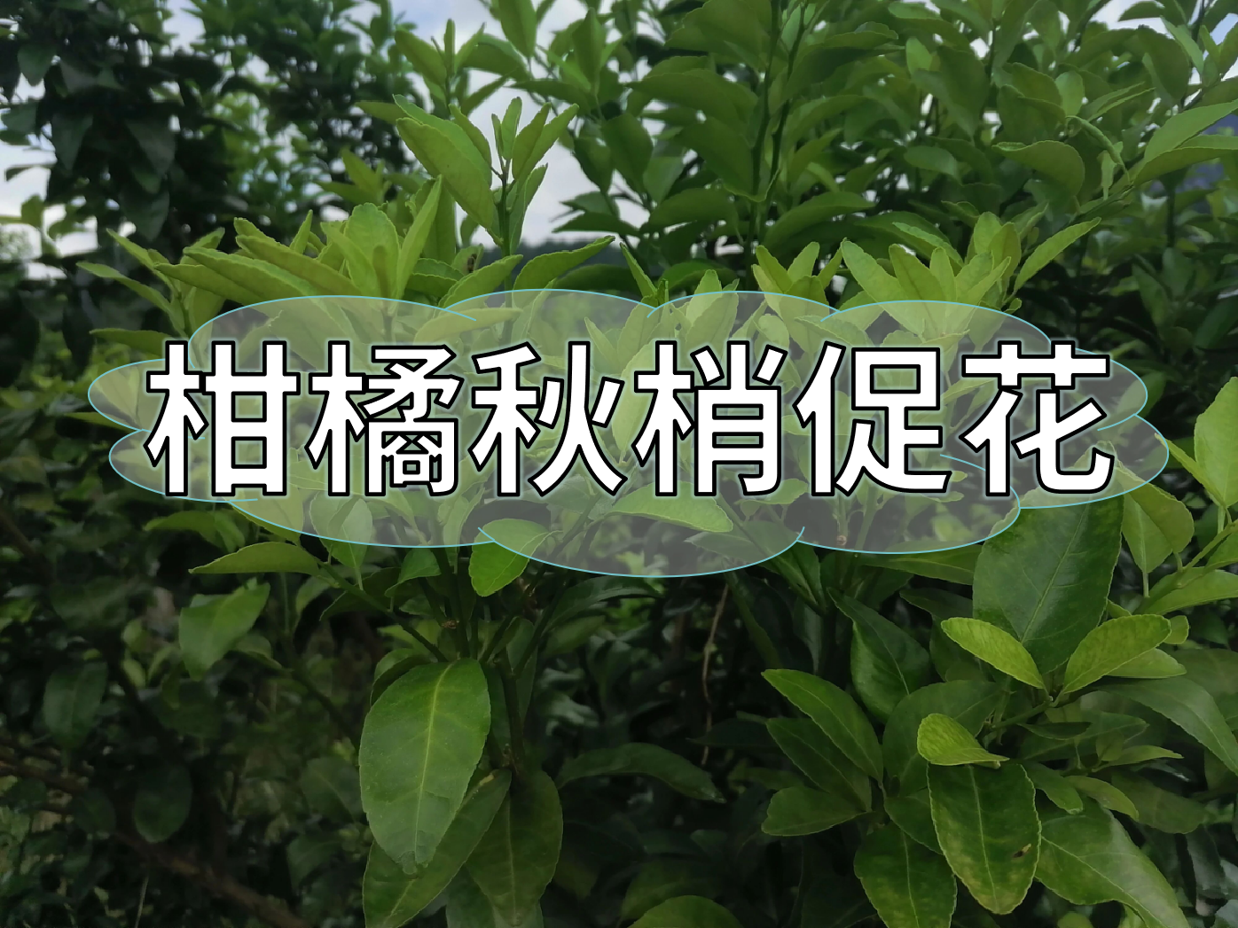 柑橘促秋梢老熟和促花一步到位