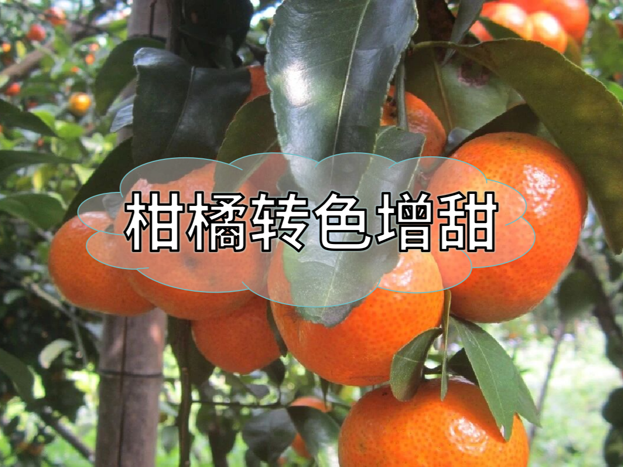 柑橘轉(zhuǎn)色增甜，這個方案簡單又好用