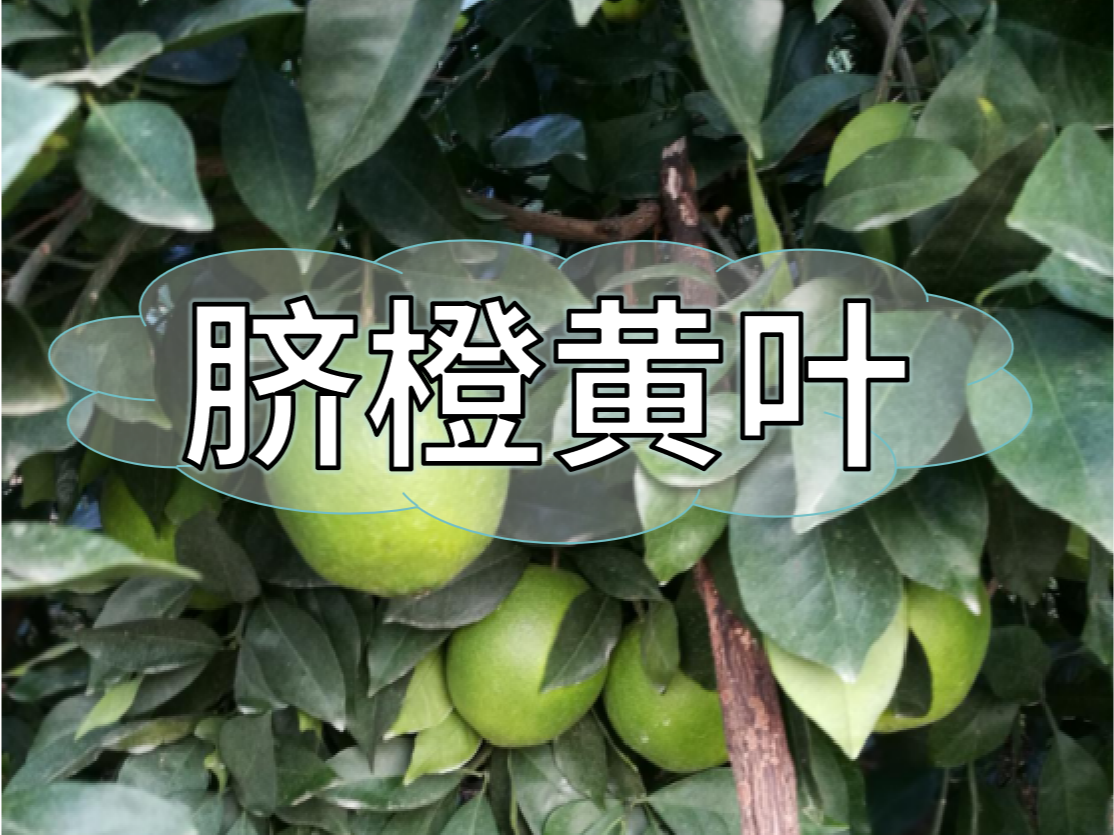 臍橙缺素黃葉越來越多，如何預(yù)防和補(bǔ)救