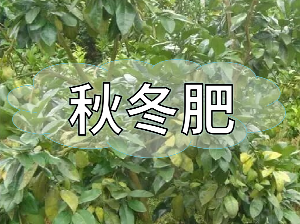 采后秋冬肥，有幾大問題需要農(nóng)戶朋友們注意