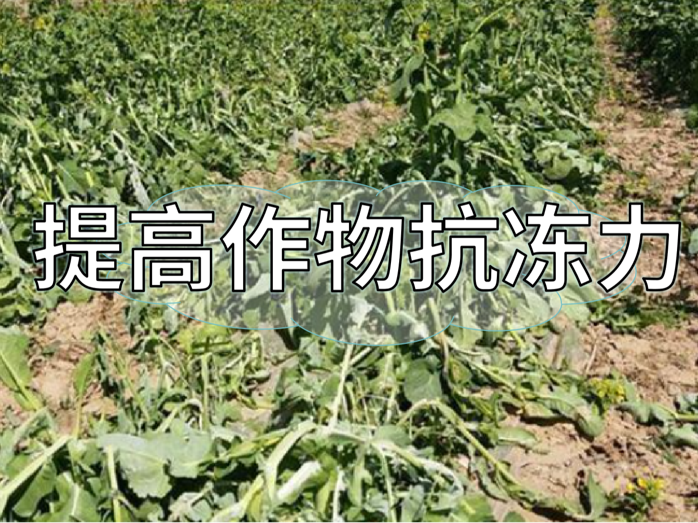 如何提高作物抗凍力？這個方法簡單又好用