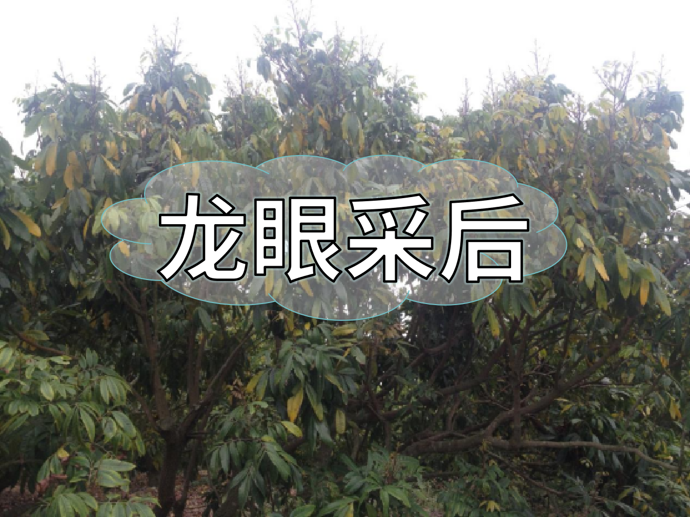 龍眼采摘后，做好保樹(shù)工作，預(yù)防大小年