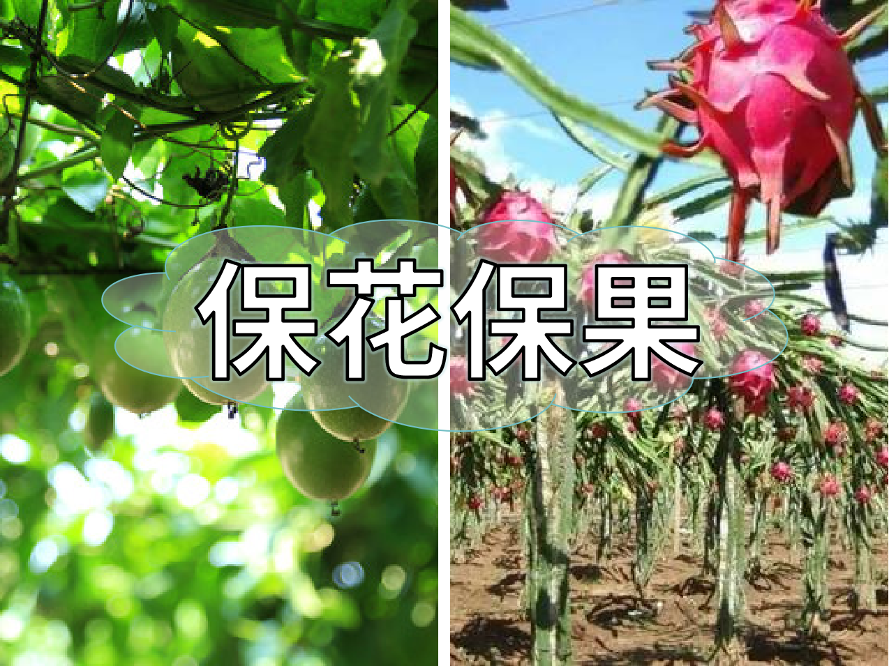 百香果、火龍果連續(xù)開花坐果期促花保果怎么做？