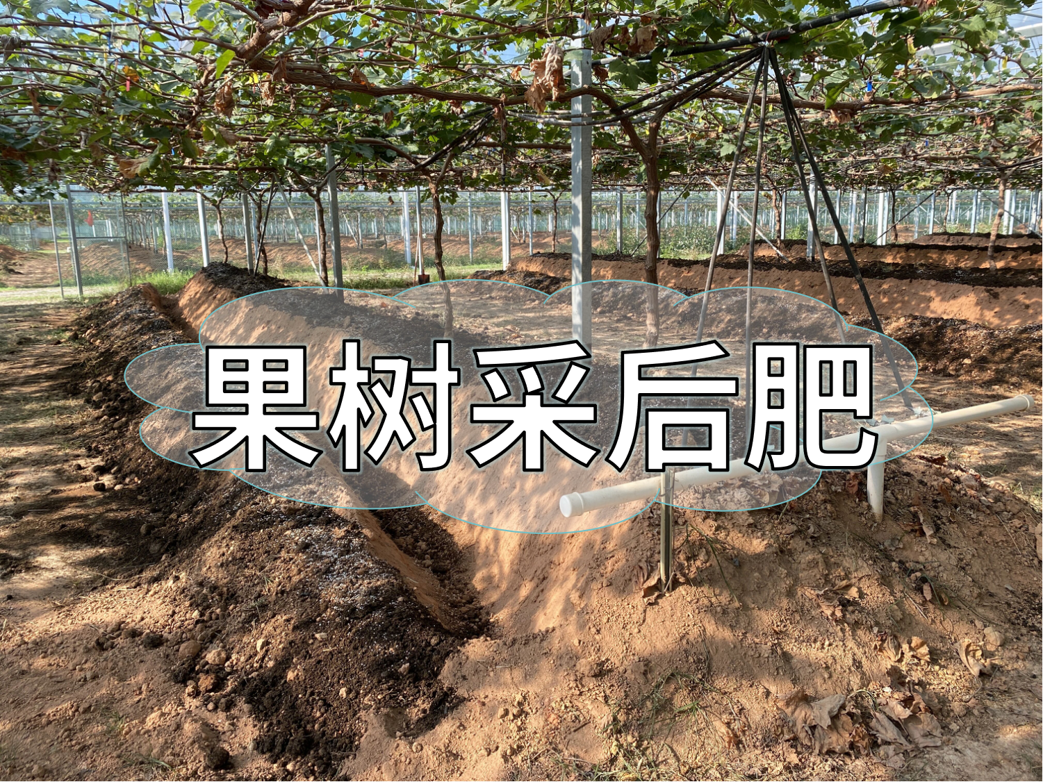 果樹采后肥這樣下，明年穩(wěn)產(chǎn)豐產(chǎn)