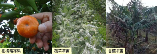 讓作物安全過冬的實用小妙招，速看