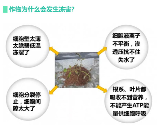 讓作物安全過冬的實用小妙招，速看