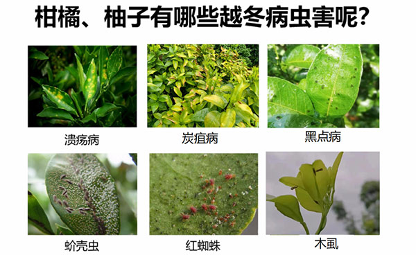 一月份柑橘管理