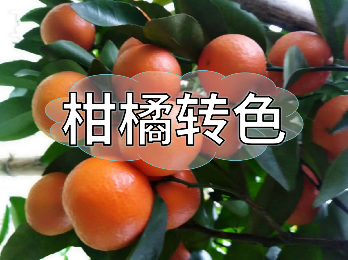 柑橘轉(zhuǎn)色期重補鈣，不浮皮少霜凍，增產(chǎn)增收