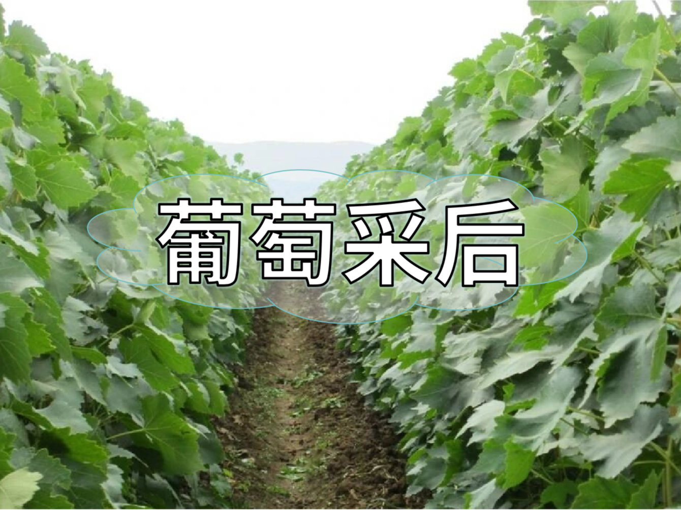 葡萄采后棄管問(wèn)題大，有效管理這樣做