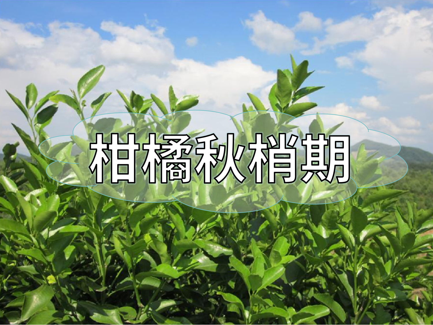 柑橘放秋梢、膨果、促花如何同時進行？