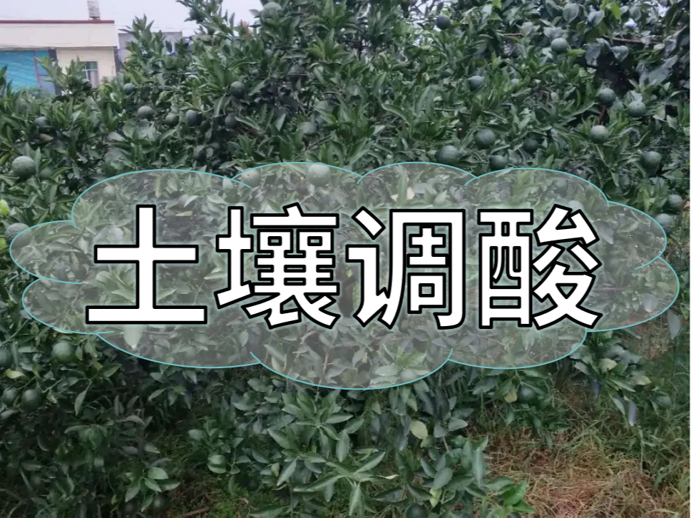 柑橘膨大期，土壤調(diào)酸與施膨果肥一樣重要