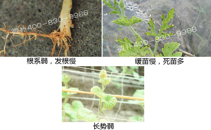 西瓜營養(yǎng)方案