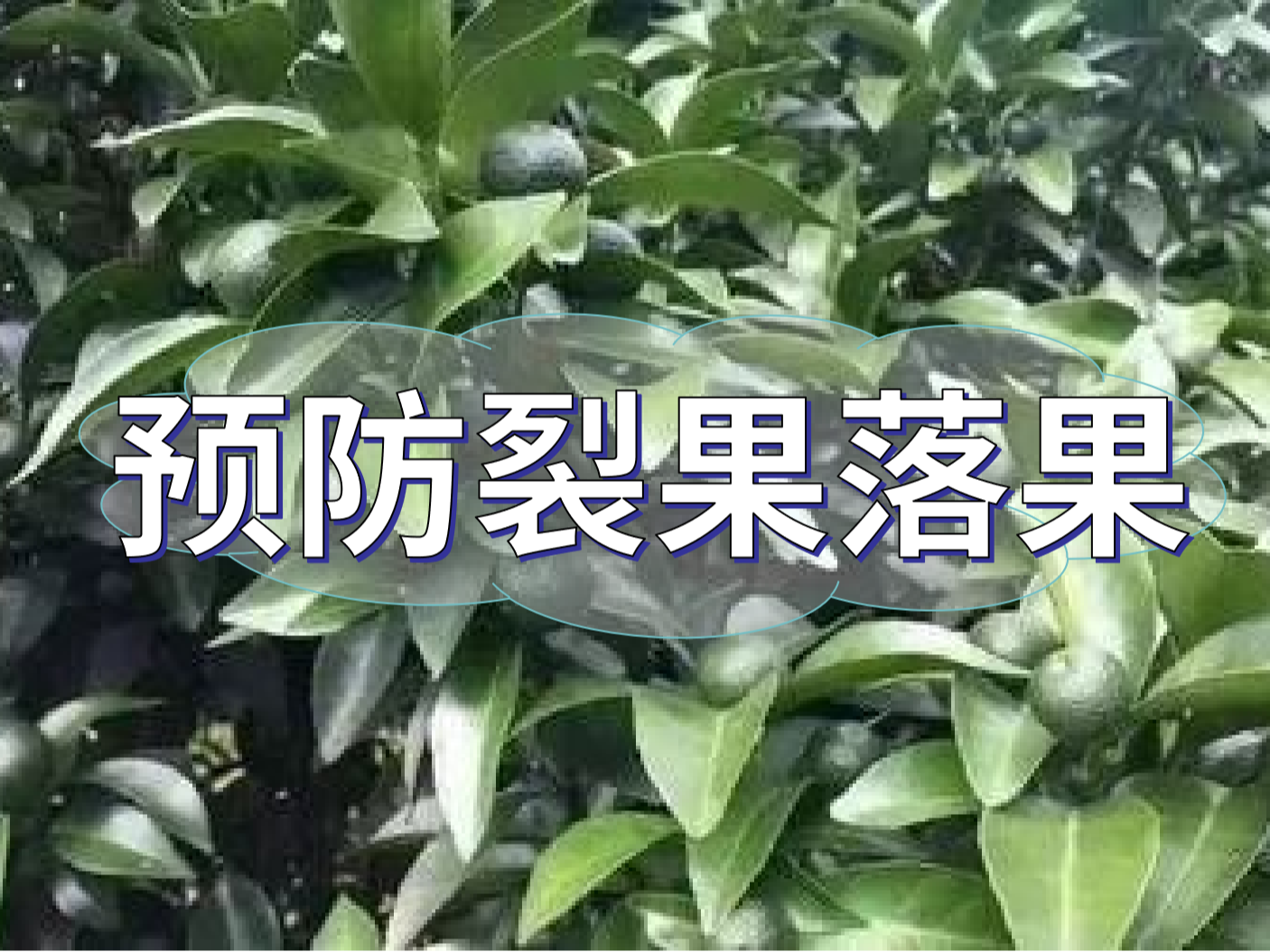 柑橘落果裂果高峰期，要先預(yù)防