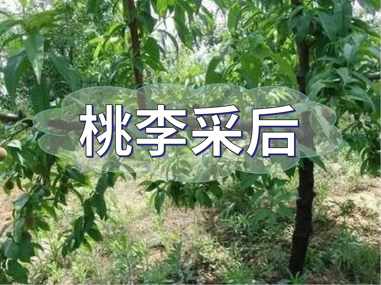 桃李等保好來(lái)年產(chǎn)量，得從秋梢做起