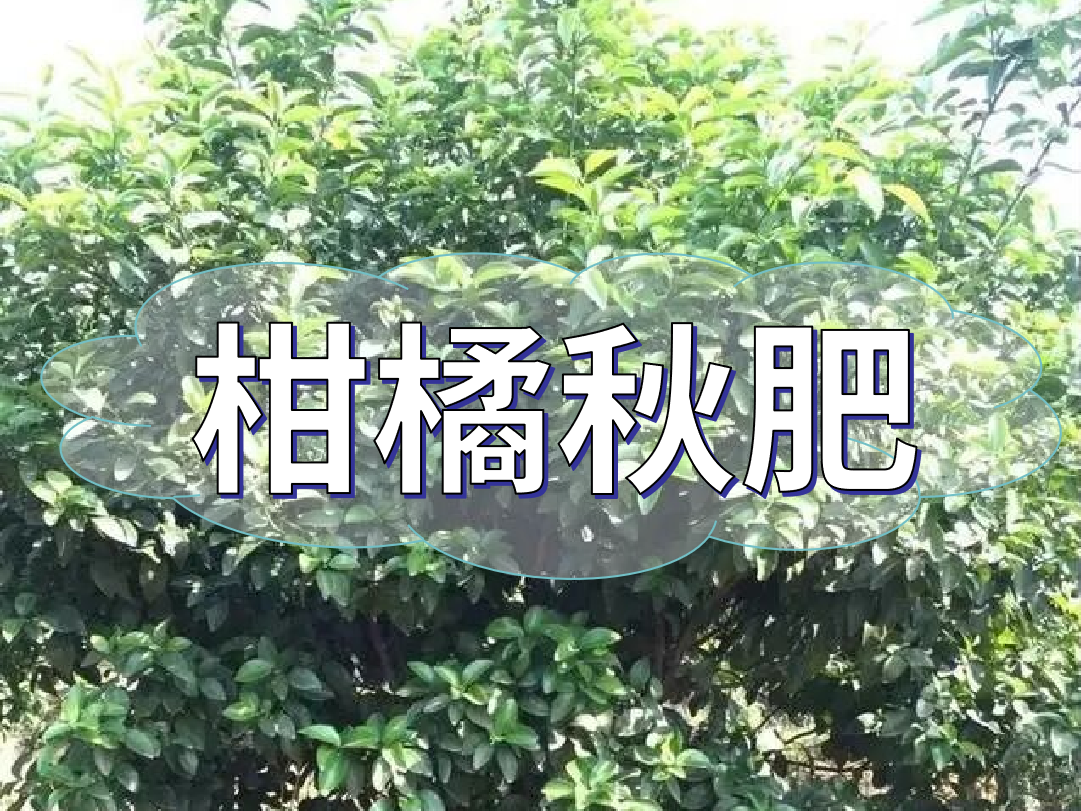 柑橘秋肥用得好產(chǎn)量不會(huì)少！怎么施？