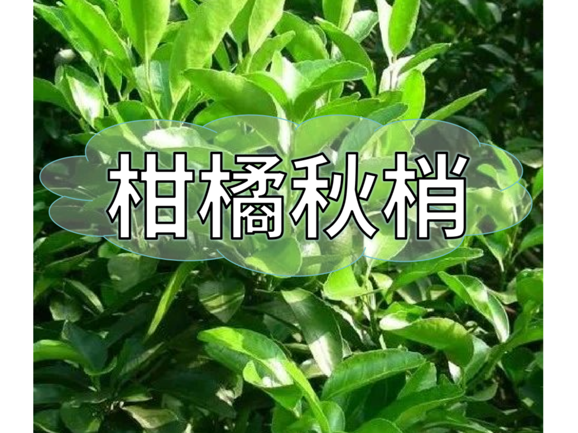 秋梢放不出怎么辦？如何放出健壯秋梢？