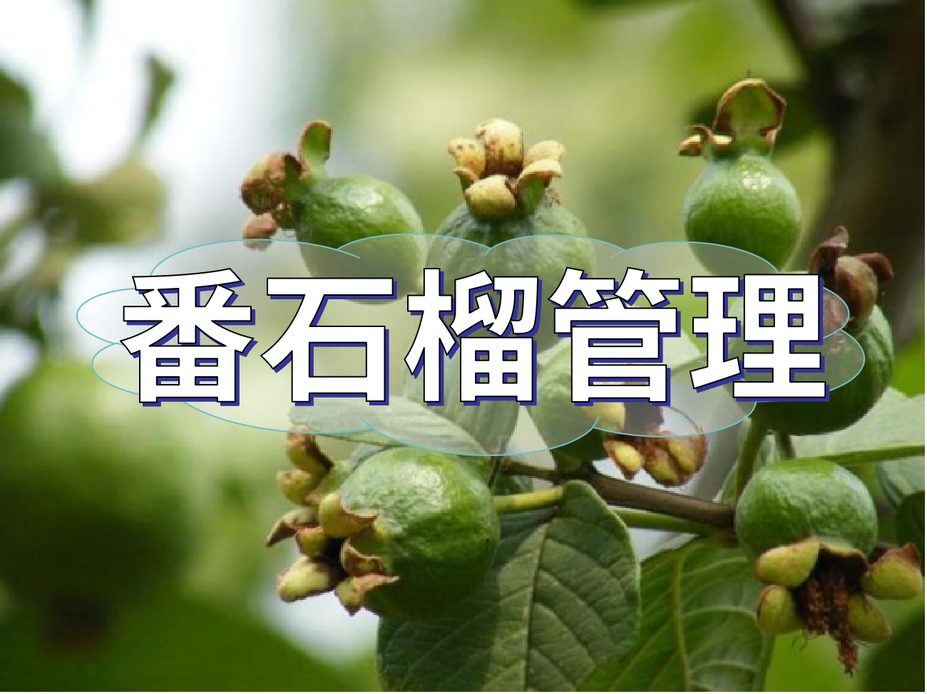 番石榴花少果少，連續(xù)開花坐果期這套方案提高產量