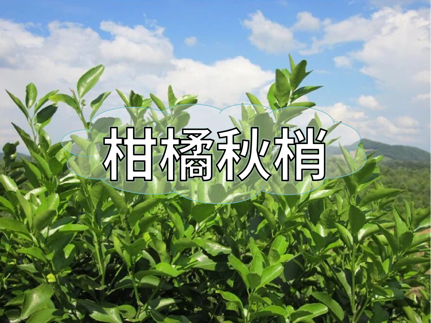 柑橘秋梢不老熟？別慌！這樣促熟保豐收