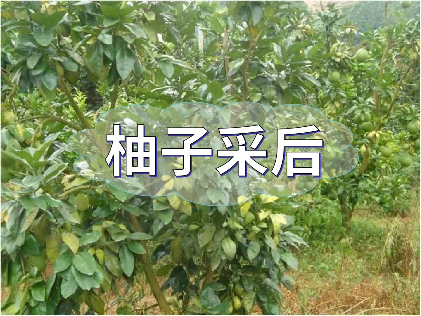 柚子采后這么管，來(lái)年不減產(chǎn)